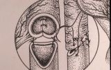 Riparazione in tempo unico — Malformazioni congenite