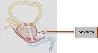 Terapia del tumore prostatico