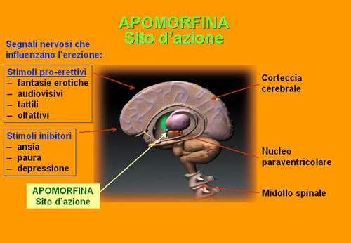 Apomorfina — Disfunzione erettile