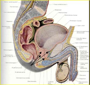 Posizionata la sonda ecografica nel retto — Diagnosi precoce del tumore della prostata