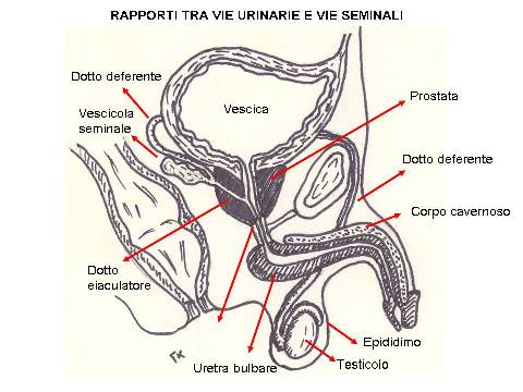 POSTERIORE: Membranosa, Prostatica — Stenosi uretrali