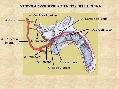 POSTERIORE: Membranosa, Prostatica — Stenosi uretrali