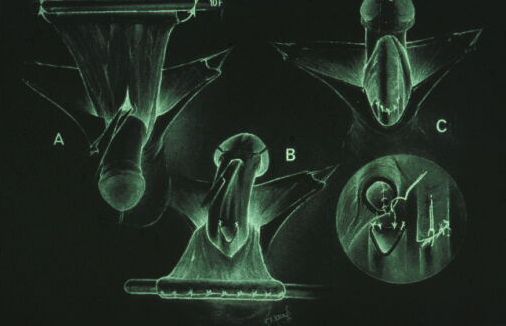 Segreteria — Malformazioni congenite