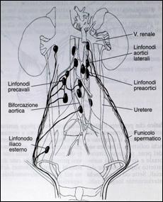 Terapia del tumore del testicolo — figura 9