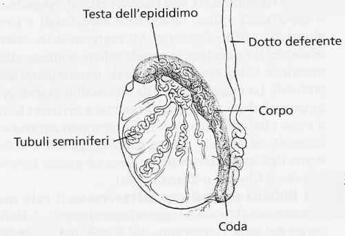 Anatomia delle vie seminali: testicolo, epididimo e dotto deferente — Ricostruzione delle vie seminali