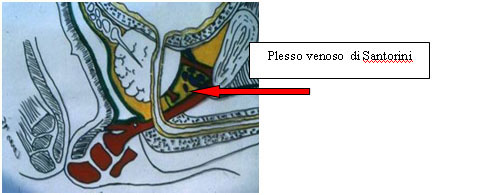 Terapia del tumore prostatico — figura 11