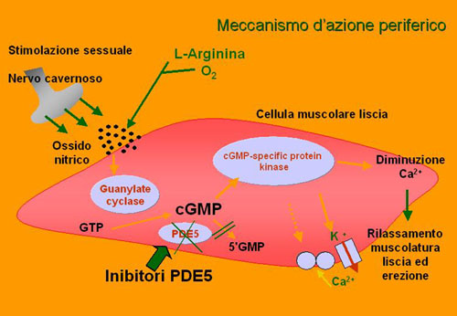 Inibitori Selettivi delle Fosfodiesterasi di tipo 5 — Disfunzione erettile
