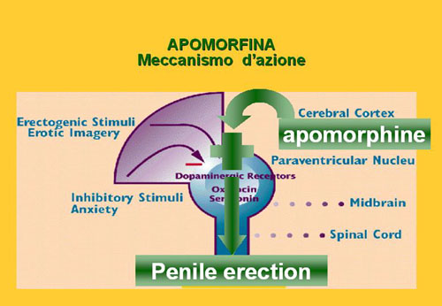 Apomorfina — Disfunzione erettile